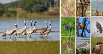 खैरागढ़–राजनांदगांव छत्तीसगढ़ का उभरता बर्ड हॉटस्पॉट