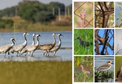 खैरागढ़–राजनांदगांव छत्तीसगढ़ का उभरता बर्ड हॉटस्पॉट