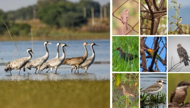 खैरागढ़–राजनांदगांव छत्तीसगढ़ का उभरता बर्ड हॉटस्पॉट
