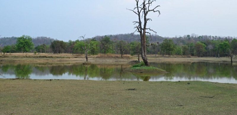 वन्यजीवों के लिए बारनवापारा का जल प्रबंधन देश के लिए बना मॉडल