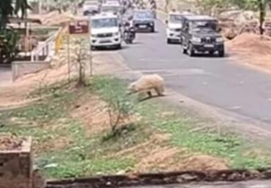 अमाडांड गांव के आसपास लोगों ने काले भालुओं के साथ एक सफेद भालू