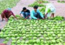 छत्तीसगढ़ में तेंदूपत्ता का समर्थन मूल्य देश में सर्वाधिक