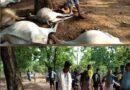 बिजली गिरने से 10 गौवंश की हुई मौत