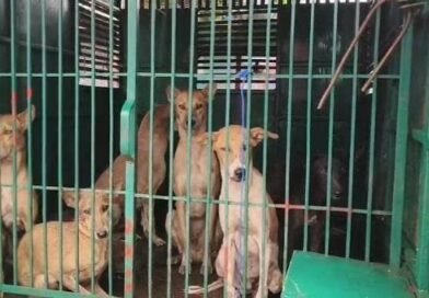 आवारा कुत्तों के हमले में मासूम की मौत के बाद निगम प्रशासन जागा