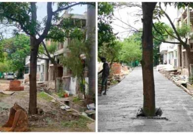 सड़क के बीच खड़ा रह गया आम का पेड़, निर्माण कार्य पर उठे सवाल