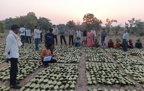 10,160 तेन्दूपत्ता संग्राहकों के खातों में पहुँची 1.39 करोड़ की बोनस राशि